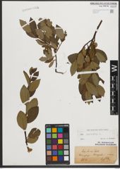 Foto von Salix phylicifolia L.